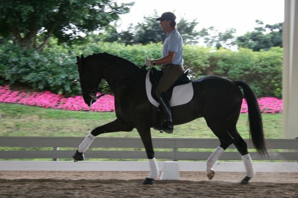 Dressage Horses For Sale Dressage Trainers Dressage Horse Training