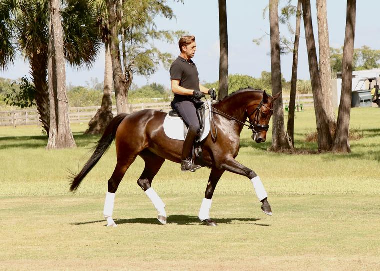 Dressage Horses For Sale